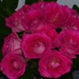 Meet your Posher, Michele